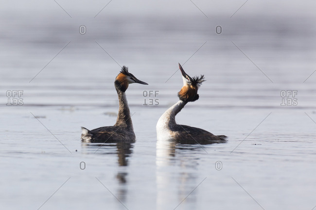 Great Crested Grebe, Podiceps cristatus, couple courting