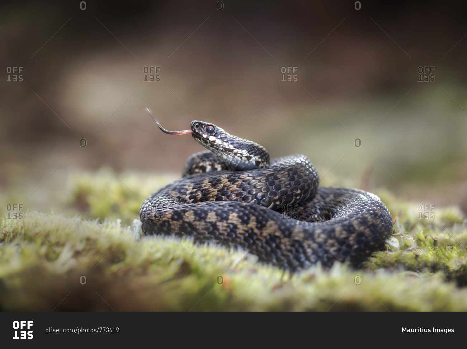 Adder on grass with forked tongue snake like