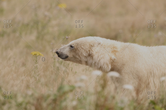 Polar bear in summer field
