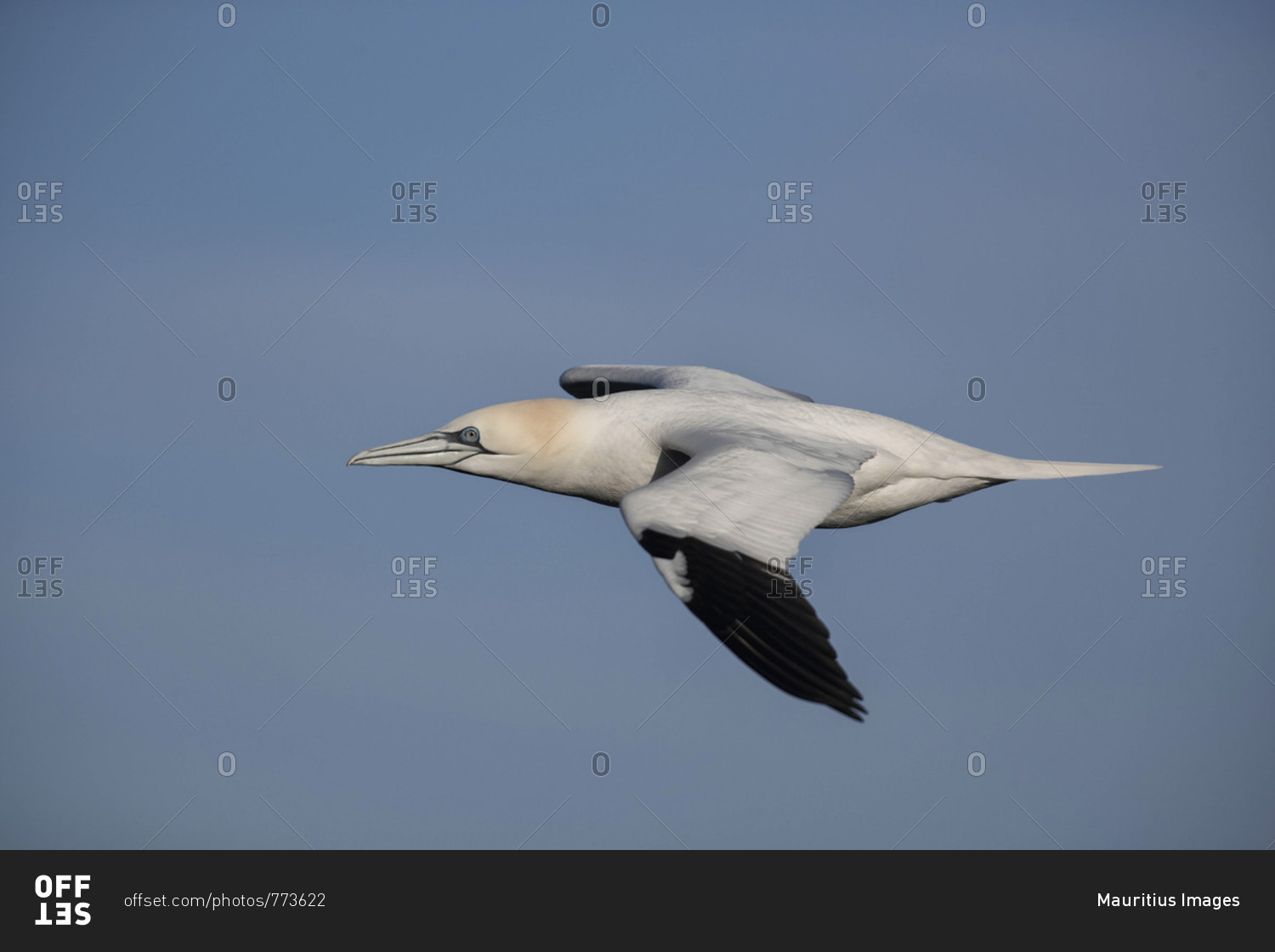 Gannet sea bird gull in flight