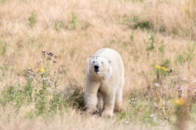 Polar bear in summer field