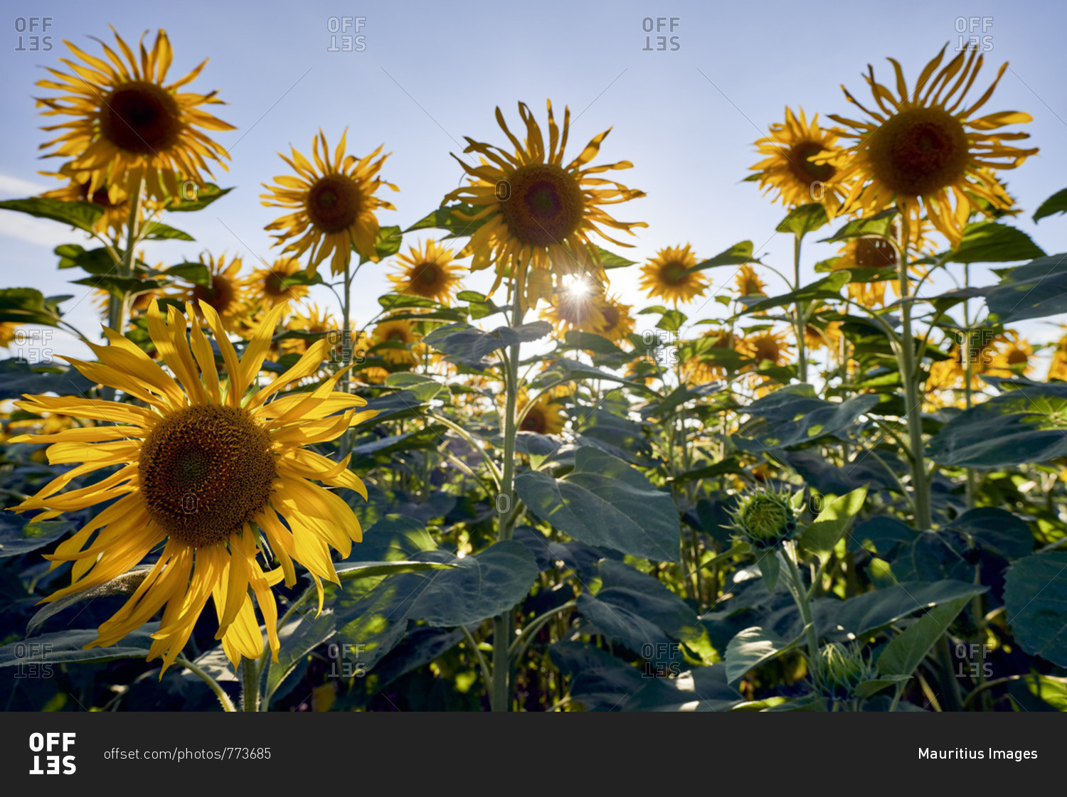Sunflowers in the morning light