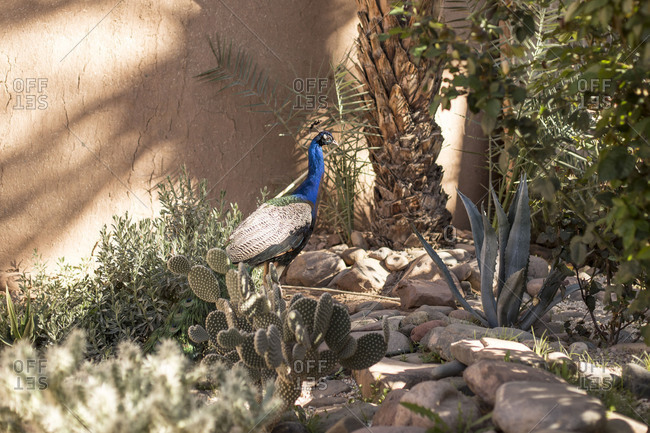 Morocco, Agdz, Peacock at the Hara Oasis Lodge