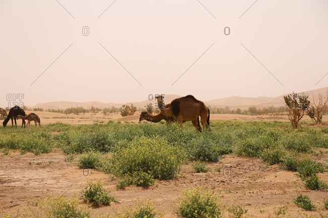 Morocco, Erg Chigaga, camels in the Sahara desert