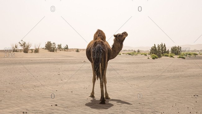 Morocco, Erg Chigaga, camel in the Sahara desert