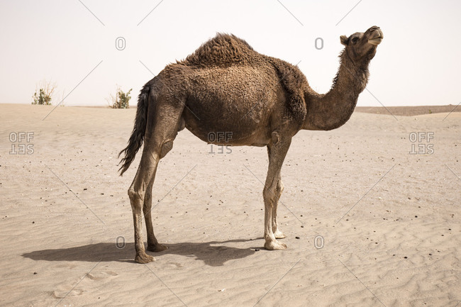 Morocco, Erg Chigaga, camel in the Sahara desert