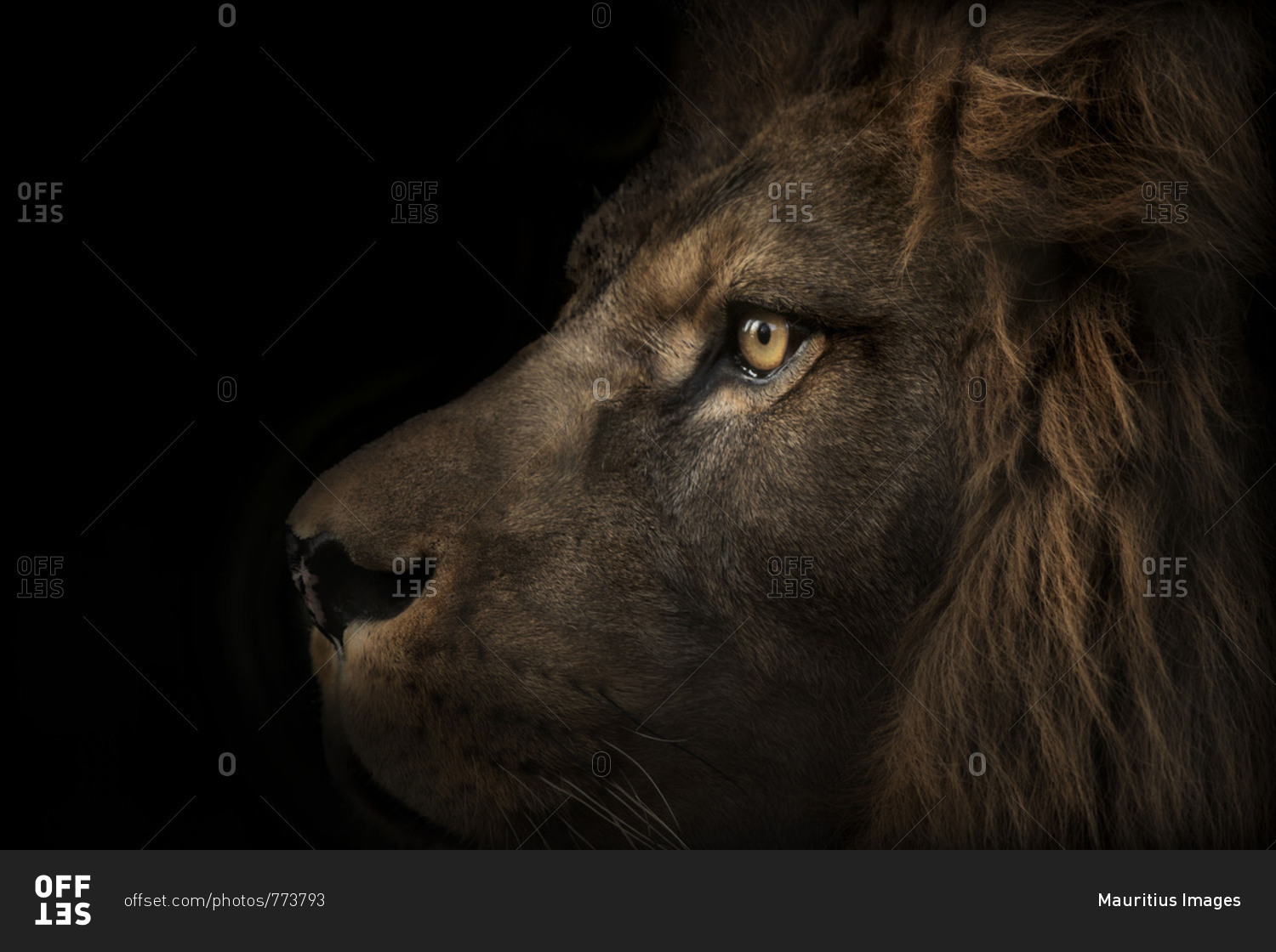 Majestic lion, side view, black background