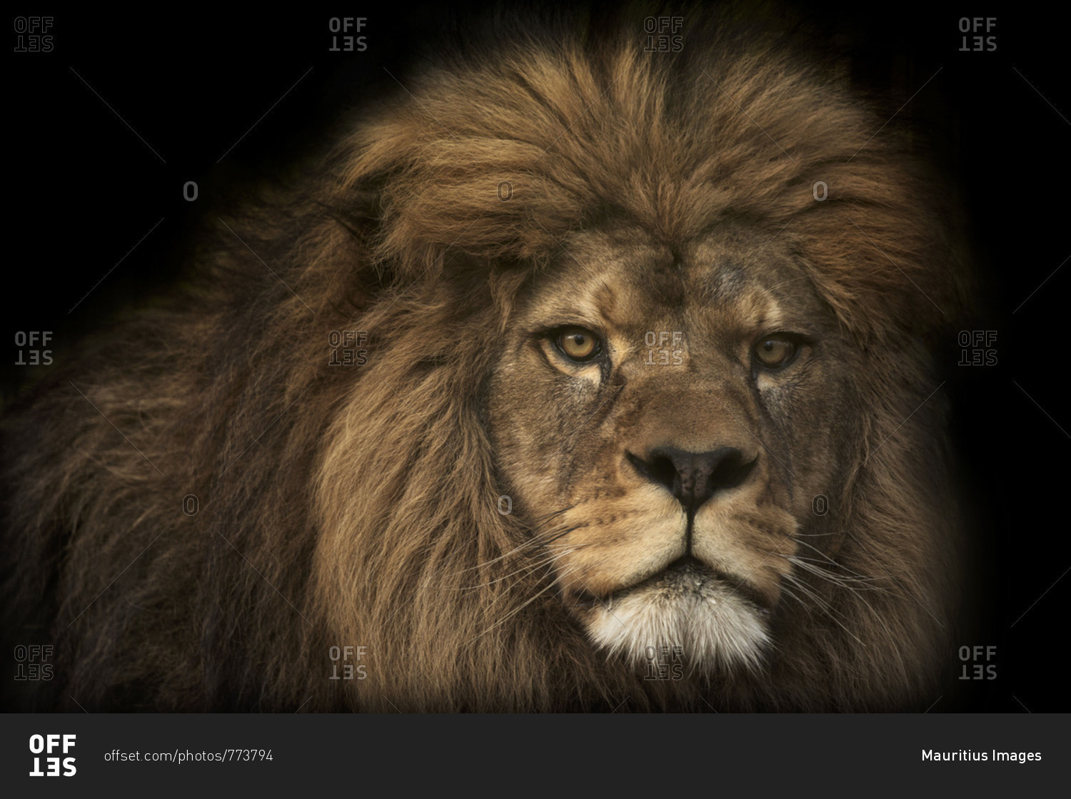 Majestic lion, black background stock photo - OFFSET