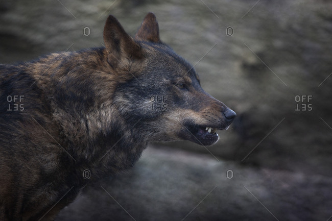Dark wolf with textured background