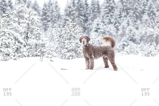 A brown king poodle waits where the snowball flies,