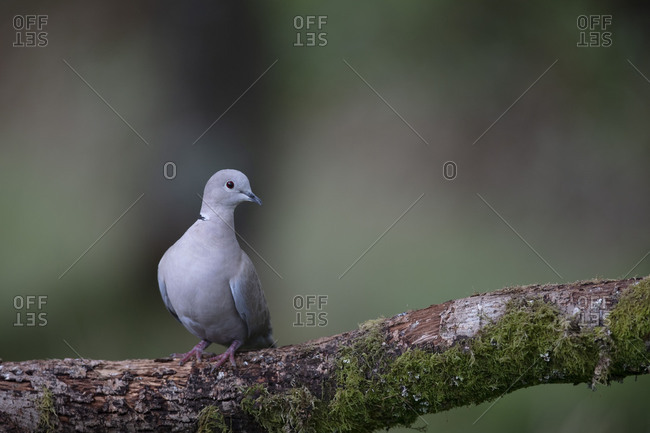 Eurasian collared dove, Streptopelia decaocto