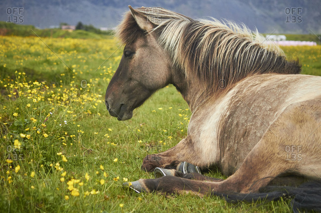 Icelandic horses resting on a field