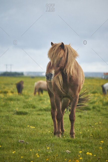 Icelandic horses standing on a field grazing