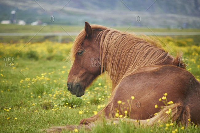 Icelandic horses resting on a field