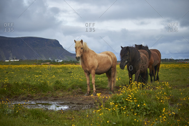 three Icelandic horses standing on a field
