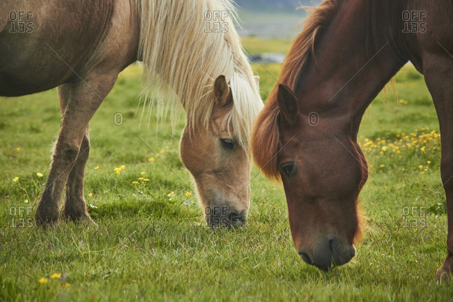 two Icelandic horses standing on a field grazing