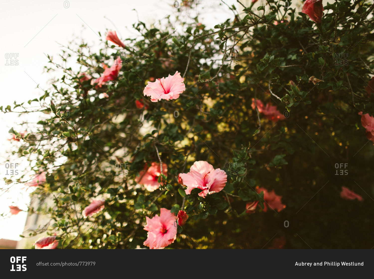 Hibiscus flower bush with bright pink flowers