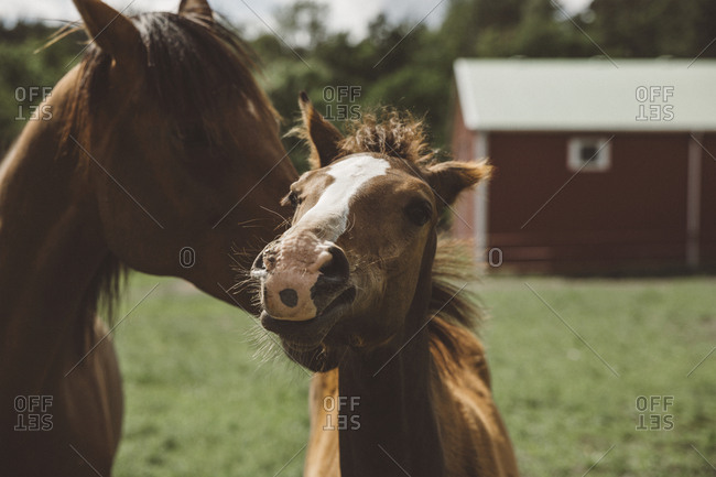 Two horses