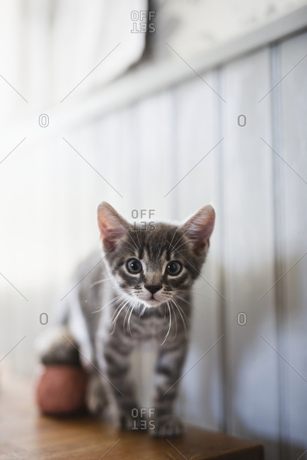 Small kitten on table
