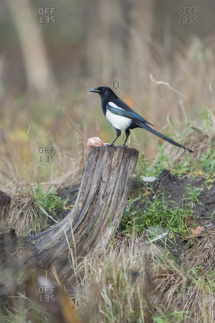 Magpie perched on a tree stump in the forest