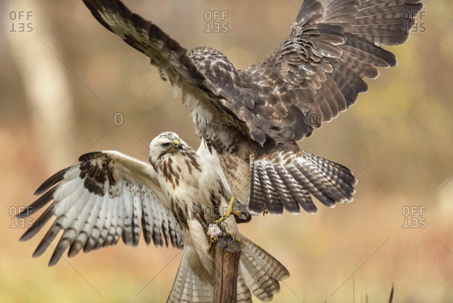 Two juvenile hawks fighting over a piece of food