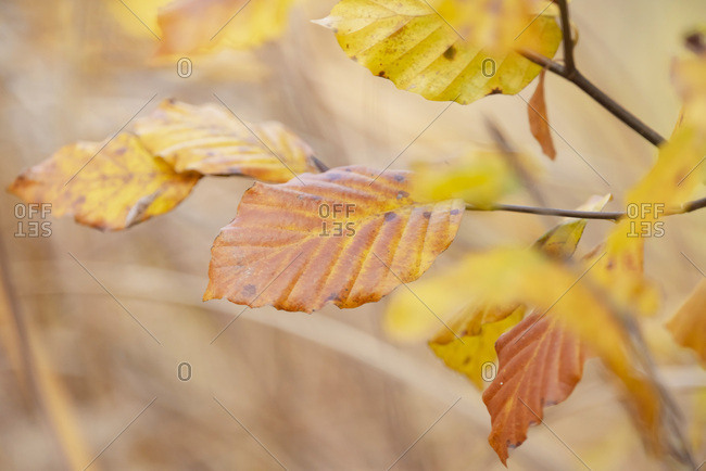 Close-up of yellow autumn leaves on a tree branch