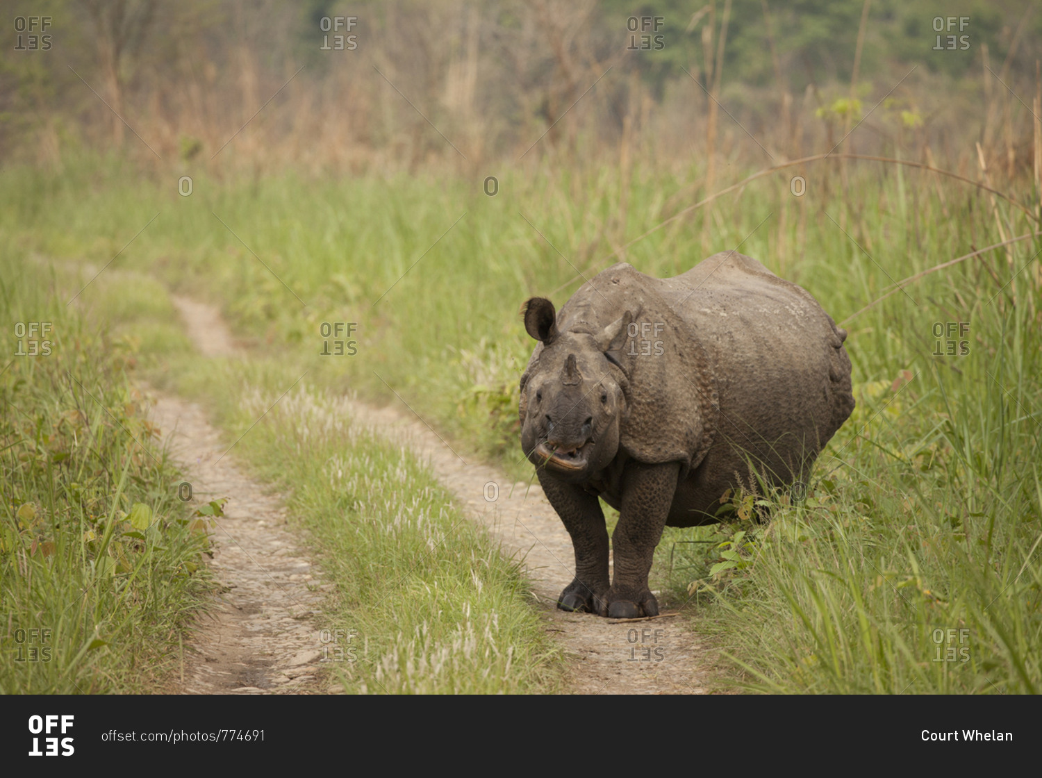 Single horn rhino