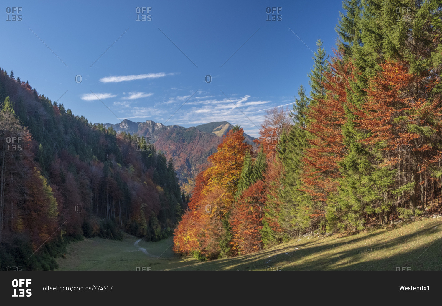 Germany- Upper Bavaria- Aschau- forest in autumn