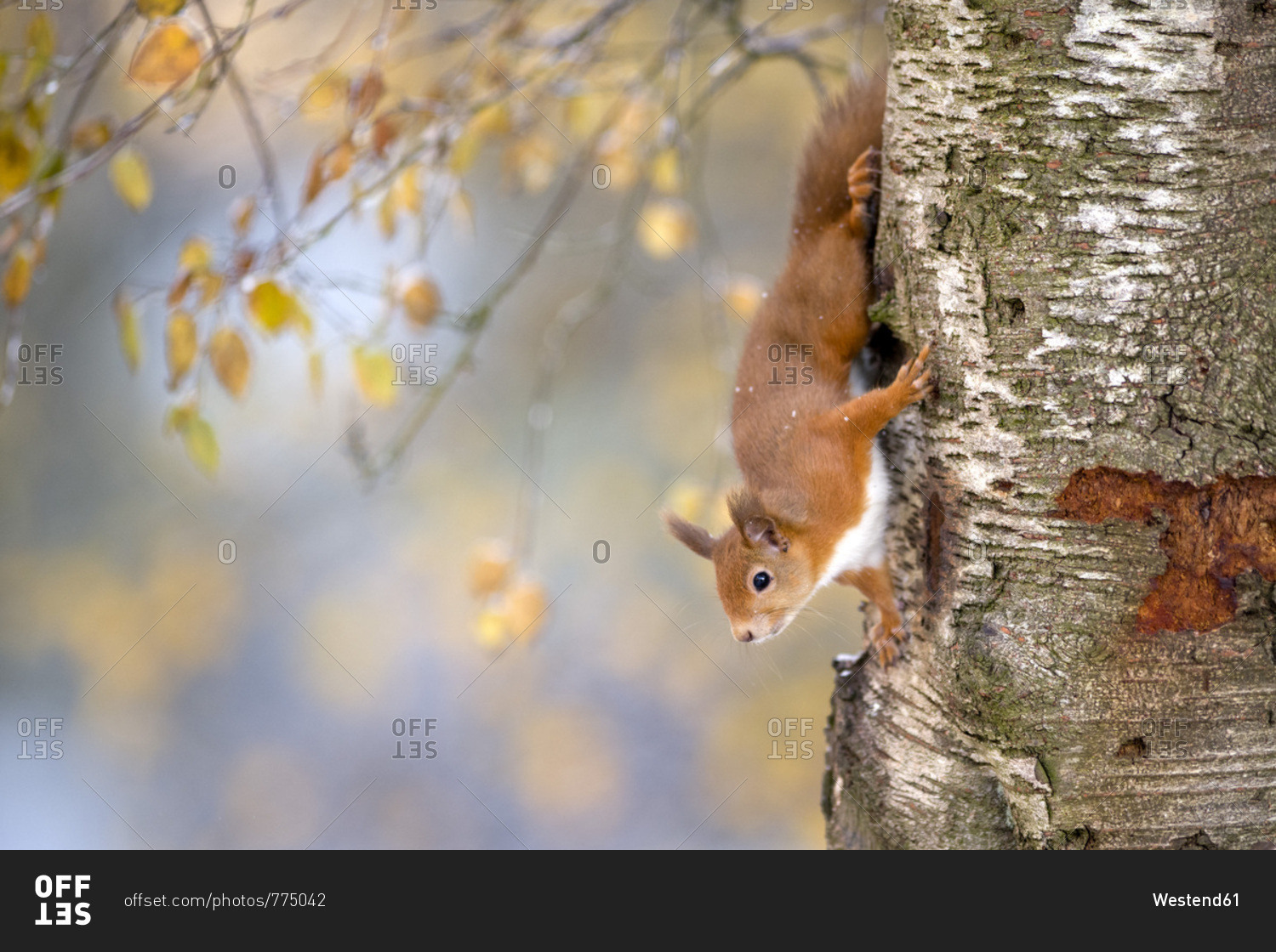 Portrait of Eurasian red squirrel climbing on tree in autumn