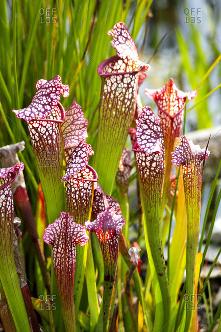 Pitcher plants