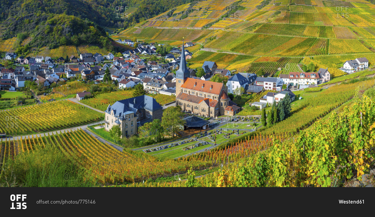 Germany- Rhineland-Palatinate- Eifel- Ahr Valley- Mayschoss- Vineyard in autumn