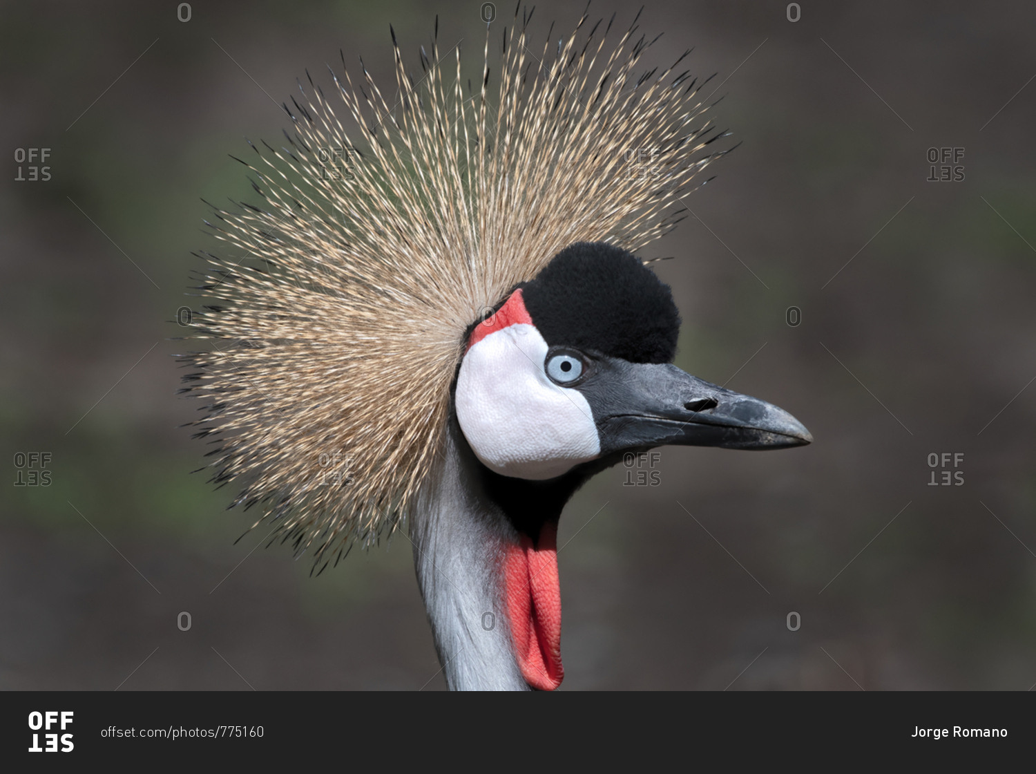 Portrait of a Grey Crowned Crane
