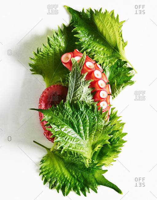 Octopus tentacle and leaves - Offset