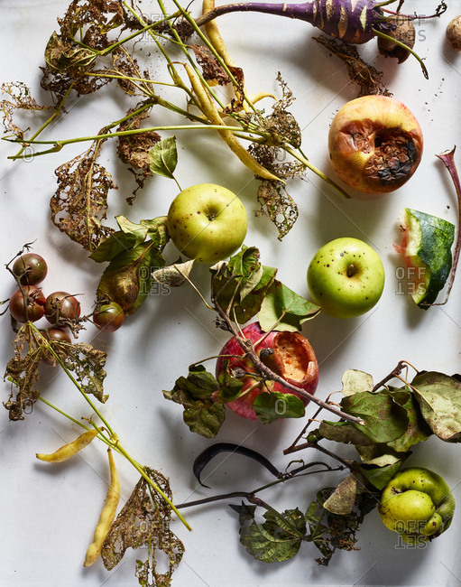Rotting Fruit And Vegetables Stock Photo - Download Image Now - Rotting,  Food, Fruit - iStock