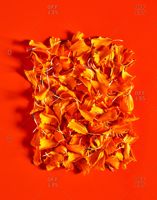 Orange flower petals on orange background