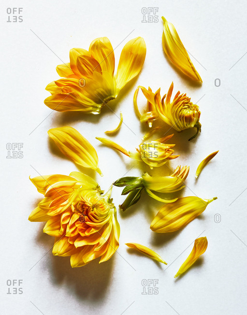 Yellow flower and petals on white background
