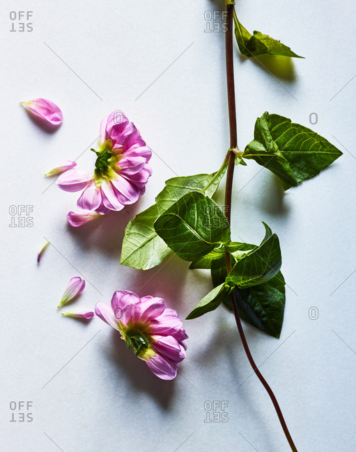 Pink flower and stems on white background