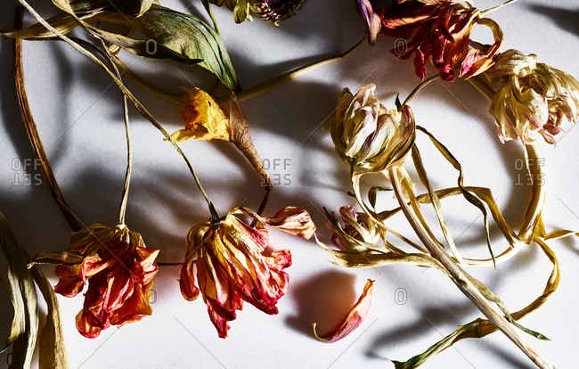 Dried flowers on white background
