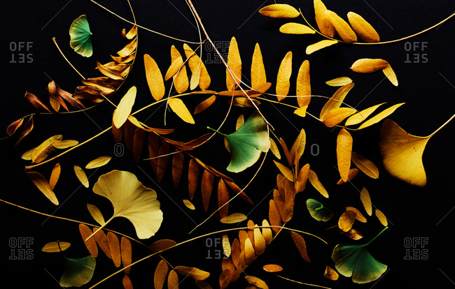 Ginkgo leaves and golden leaves on black background