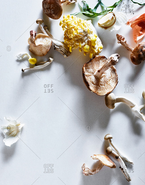 Variety of mushrooms on white background