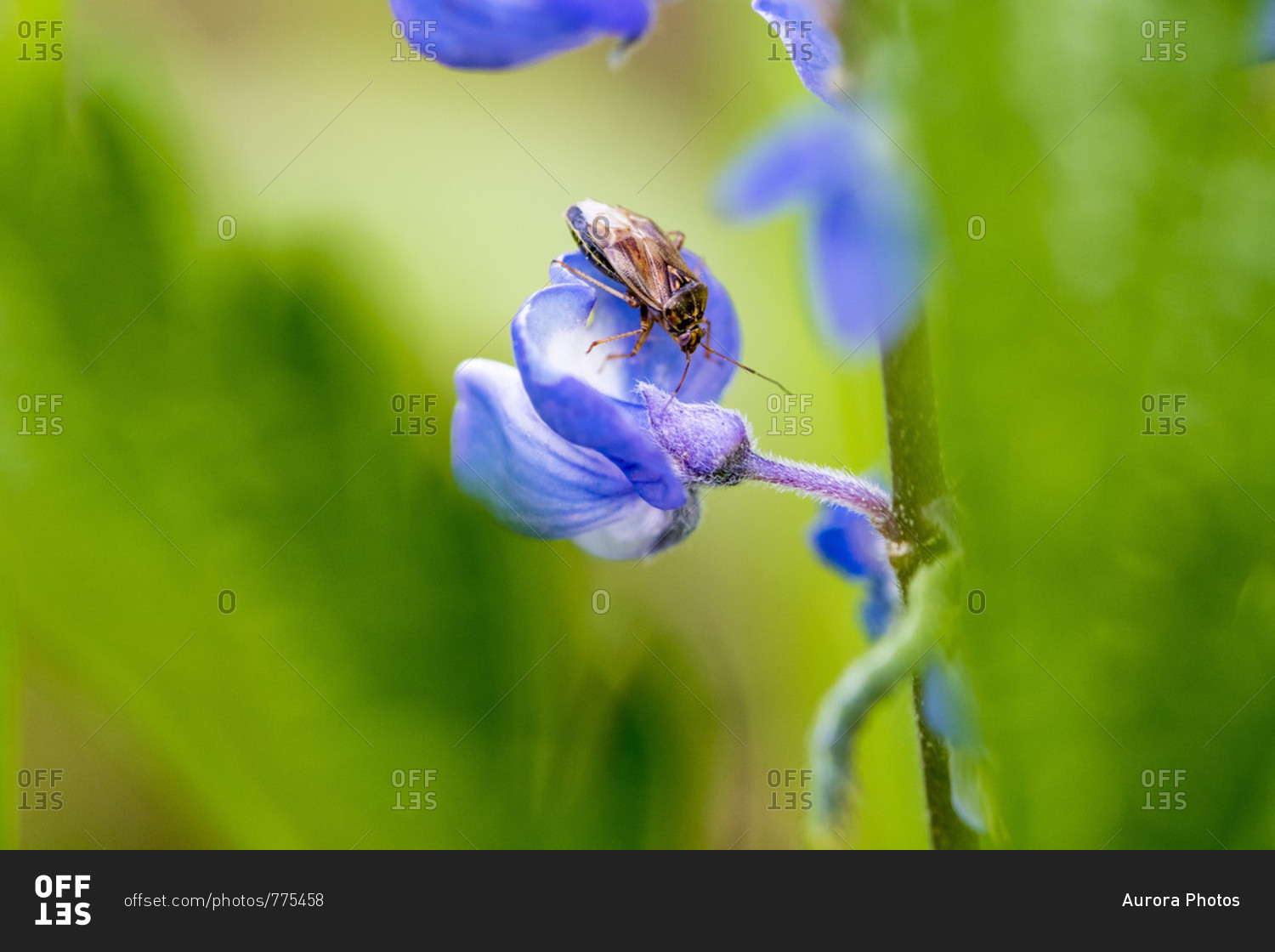 Close-up shot of an insect on a blue lupine flower, Yellowstone National Park, Wyoming, USA