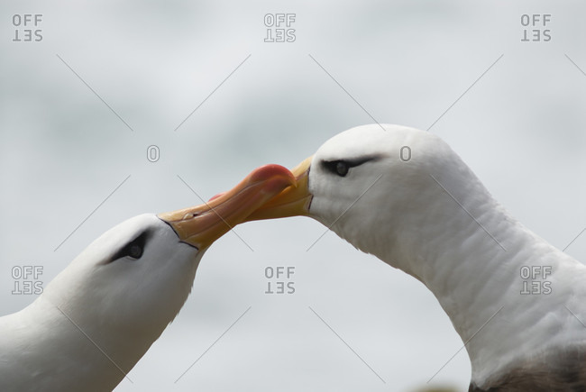 Black-browed albatross (Thalassarche melanophrys) courtship behavior, Falkland Islands