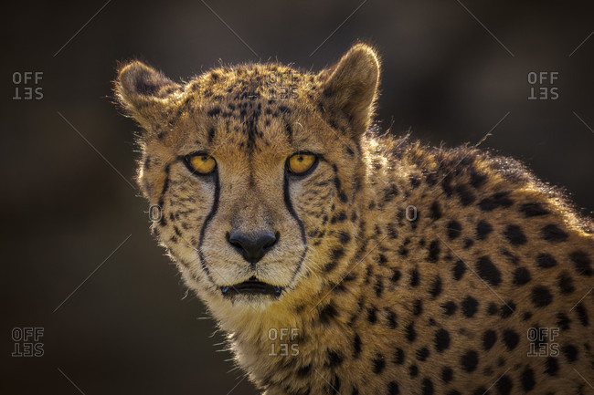 Beautiful nature photograph of a single cheetah (Acinonyx jubatus) looking at the camera, Cabarceno Natural Park, Cantabria, Spain