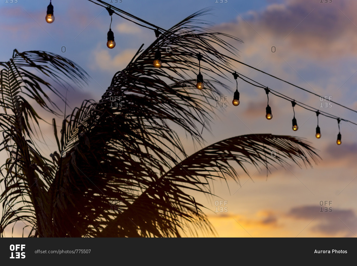 Row of string lights glowing dimly over palm tree���and sky at dusk, Changgu, Bali, Indonesia