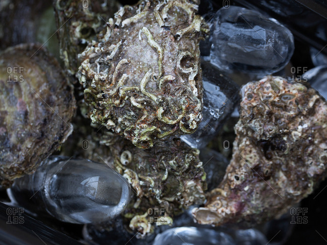 Close-up of raw oysters on ice
