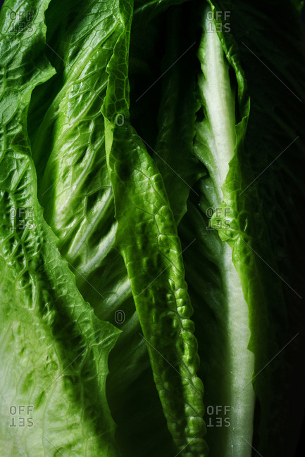 Close up image of romaine lettuce leafs