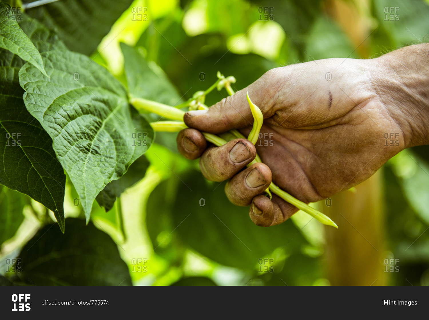 Close up of farmer harvesting yellow beans. stock photo OFFSET
