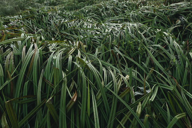 Detail of windswept marsh grasses, Point Reyes National Seashore, California, USA.