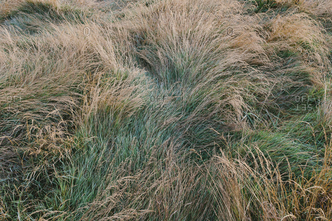 Dry meadow grasses at dawn, Tomales Bay, Point  Reyes National Seashore, California, USA.