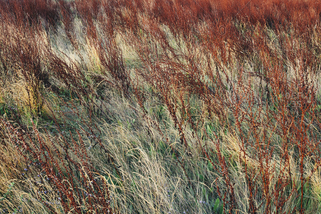 Dry meadow grasses at dawn, Tomales Bay, Point  Reyes National Seashore, California, USA.